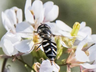 Syrphe du poirier, Syrphe pyrastre Scaeva pyrastri (Linnaeus, 1758)