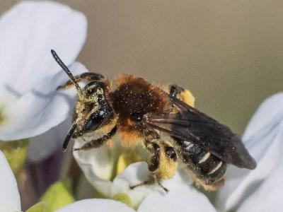  Andrena lagopus Latreille, 1809