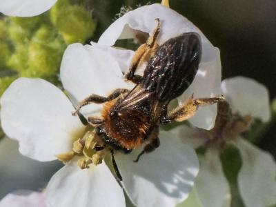  Andrena lagopus Latreille, 1809
