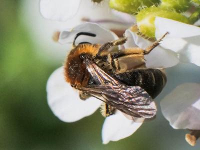  Andrena lagopus Latreille, 1809