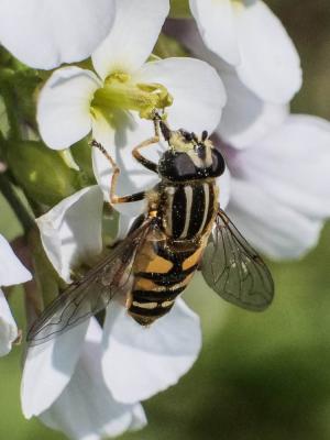  Helophilus pendulus (Linnaeus, 1758)