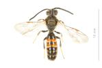  Lasioglossum calceatum (Scopoli, 1763)