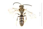  Lasioglossum calceatum (Scopoli, 1763)