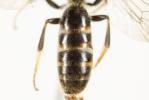 Lasioglossum calceatum (Scopoli, 1763)