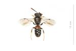  Lasioglossum interruptum (Panzer, 1798)