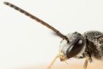  Lasioglossum laticeps (Schenck, 1868)