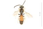  Lasioglossum malachurum (Kirby, 1802)