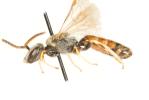  Lasioglossum malachurum (Kirby, 1802)