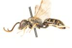  Lasioglossum malachurum (Kirby, 1802)