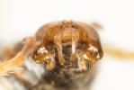  Lasioglossum malachurum (Kirby, 1802)