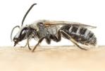  Lasioglossum albocinctum (Lucas, 1849)