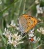 Cuivré mauvin (Le), Cuivré flamboyant (Le), Argus  Lycaena alciphron (Rottemburg, 1775)