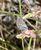 Azuré de L'Esparcette (L'), Azuré de Chapman (L'), Polyommatus thersites (Cantener, 1835)