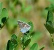 Azuré de L'Esparcette (L'), Azuré de Chapman (L'), Polyommatus thersites (Cantener, 1835)