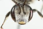  Lasioglossum costulatum (Kriechbaumer, 1873)