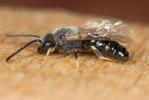  Lasioglossum laevigatum (Kirby, 1802)