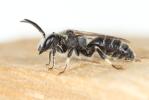 Lasioglossum leucozonium (Schrank, 1781)