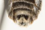  Lasioglossum leucozonium (Schrank, 1781)