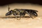  Lasioglossum morio (Fabricius, 1793)