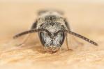  Lasioglossum corvinum (Morawitz, 1877)