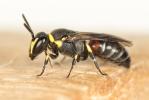  Hylaeus pictus (Smith, 1853)