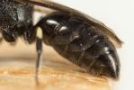  Hylaeus Fabricius, 1793