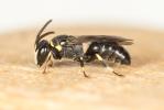  Hylaeus gibbus Saunders, 1850
