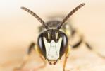  Hylaeus gibbus Saunders, 1850