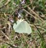 Citron de Provence (Le), Cléopâtre (La), Piéride C Gonepteryx cleopatra (Linnaeus, 1767)