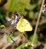 Fluoré (Le) Colias alfacariensis Ribbe, 1905