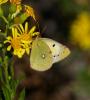 Fluoré (Le) Colias alfacariensis Ribbe, 1905
