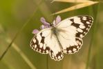 Echiquier ibérique (L'), Échiquier d'Ibérie (L') Melanargia lachesis (Hübner, 1790)