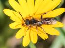  Nomada flavoguttata (Kirby, 1802)