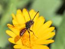  Nomada flavoguttata (Kirby, 1802)