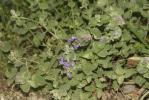  Nepeta racemosa Lam., 1785