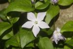 Pervenche intermédiaire Vinca difformis Pourr., 1788