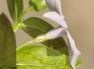 Pervenche intermédiaire Vinca difformis Pourr., 1788