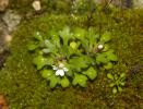 Saxifrage à trois doigts, Petite saxifrage Saxifraga tridactylites L., 1753