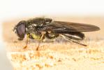  Cheilosia ruffipes