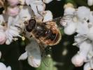 Eristale gluante, Mouche pourceau Eristalis tenax (Linnaeus, 1758)