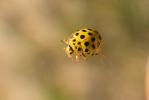 Coccinelle à vingt-deux points Psyllobora vigintiduopunctata (Linnaeus, 1758)
