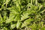 Épilobe hérissé, Épilobe hirsute Epilobium hirsutum L., 1753