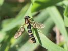  Sphaerophoria scripta (Linnaeus, 1758)