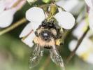  Andrena bicolorata (Rossi, 1790)