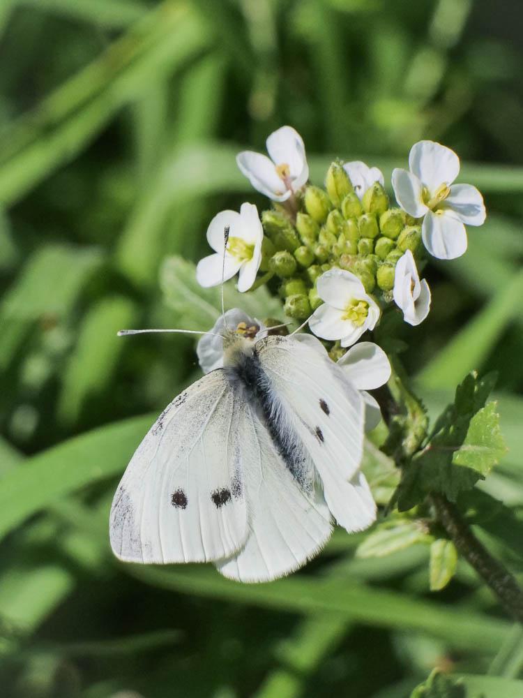 Piéride de la Rave (La), Petit Blanc du Chou (Le), Pieris rapae (Linnaeus, 1758)