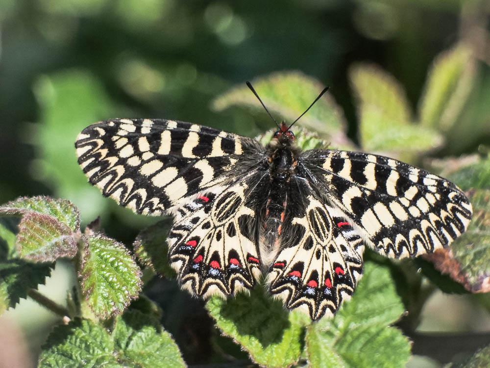 Diane (La), Thaïs (La) Zerynthia polyxena (Denis & Schiffermüller, 1775)