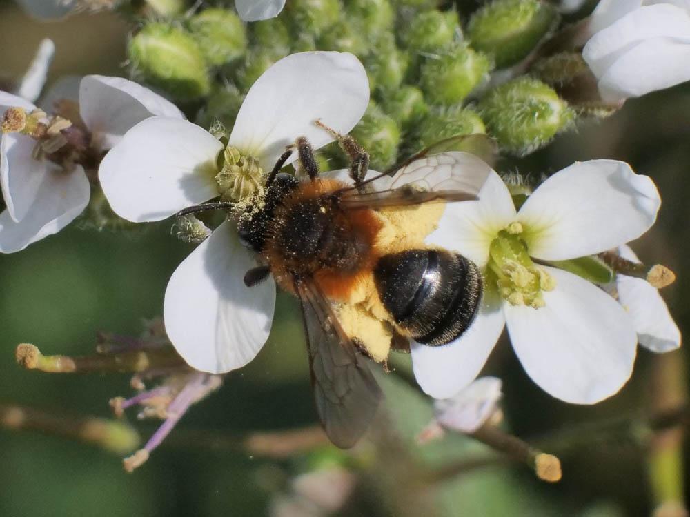  Andrena ferrugineicrus Dours, 1872