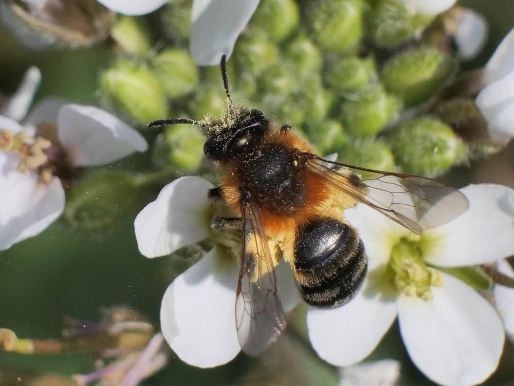  Andrena ferrugineicrus Dours, 1872