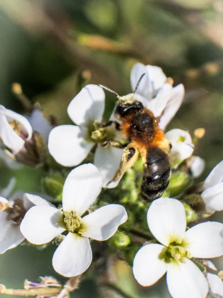  Andrena ferrugineicrus Dours, 1872