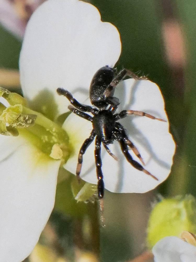  Setaphis carmeli (O. Pickard-Cambridge, 1872)